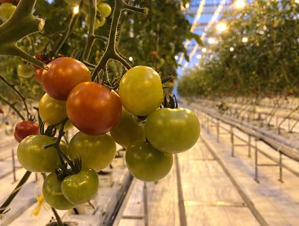 番茄種植應(yīng)用